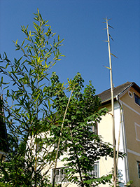 Bambus im Garten